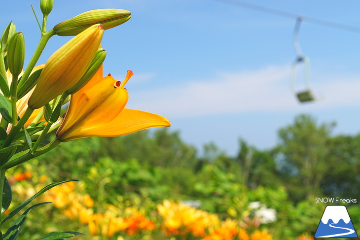 北海道最大級、213万輪のゆりの花！『オーンズ春香山ゆり園』